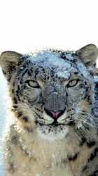 Click image for larger version

Name:	Snow Leopard.png
Views:	N/A
Size:	1.94 MB
ID:	515452