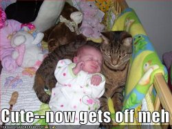 funny-pictures-cat-is-not-a-big-fan-of-babies.jpg