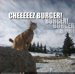 funny-pictures-cat-shouts-on-mountaintop.jpg