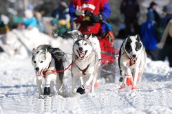 Beargrease Sled Dog Race.jpg