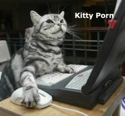cat-on-computer-1.jpg