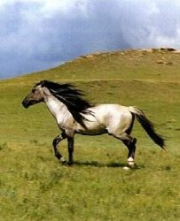Mustang_Horse.jpg