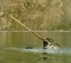 narwhal2.jpg