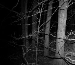 Spooky Woods 2-resize.jpg