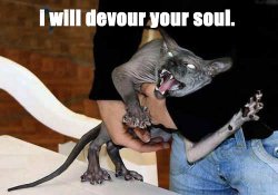 evil-cat.jpg