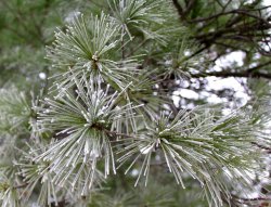 Pine needles w frost.jpg