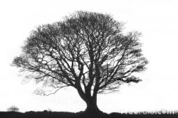 tree2.jpg