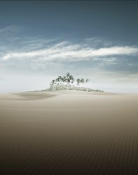 Desert Palm.JPG