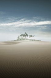 Desert Palm.jpg