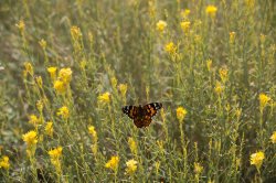butterfly LA National Forest.jpg