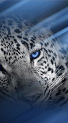 Leopard-iP5.jpg