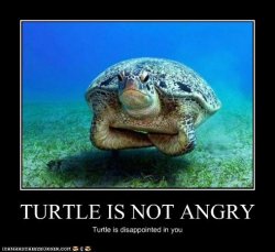 Angry Turtle.jpg