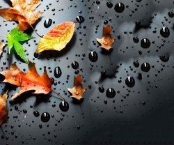 Fall Rain_95.jpg