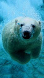 Polar Bear.jpg