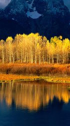 Aspens.jpg