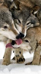 Wolves.jpg