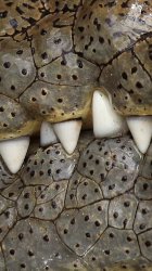 Croc Teeth 01.jpg