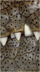 Croc Teeth 03.jpg