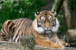 Tiger edit 2.jpg