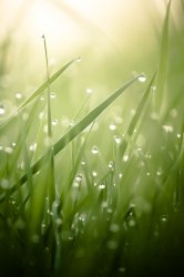 Grass Morning Dew iP4.jpg