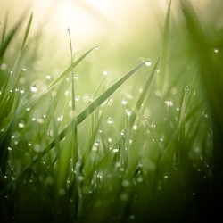 Grass Morning Dew iPad 1024.jpg