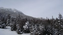 Snow Covered Trees.jpg