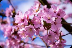 CherryBlossom-4.jpg