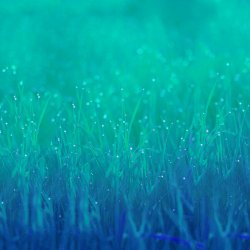 Blurred Grass.jpg
