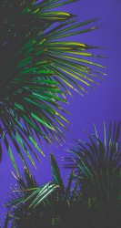 Palm Fronds.jpg