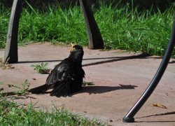 Blackbird Sunning.jpg