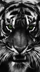 Tiger Eyes 01.jpg