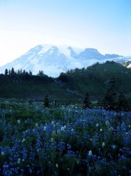 above paradise flowers and mt. ranier.jpg