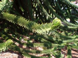 Spider Monkey Plant - Kew Gardens.jpg