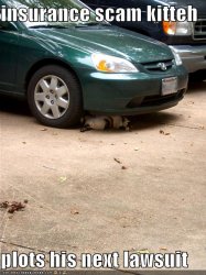 funny-pictures-insurance-fraud-cat-car-tires.jpg