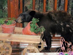 Bear_071303_2.jpg