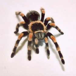 600px-Brachypelma_Smithii.jpg