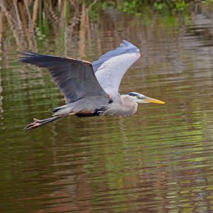 Alfred Flying By on an April Morning.jpg