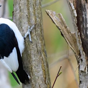 Red Headed Woodpecker 20-04-24-0023.jpg