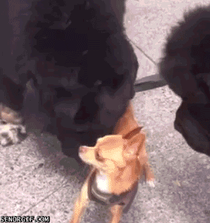 e137ed0e1545b54e6f1a1327598af859-chihuahua-revels-in-the-adoration-of-two-large-black-dogs.gif