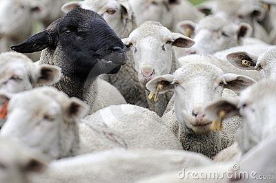 one-black-sheep-amongst-the-white-ones-thumb18075628.jpg