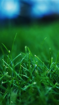 Grass-Closeups-iPhone-5-wallpaper-ilikewallpaper_com_200.jpg