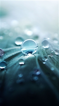Pure-Dew-Closeups-iPhone-5-wallpaper-ilikewallpaper_com_200.jpg