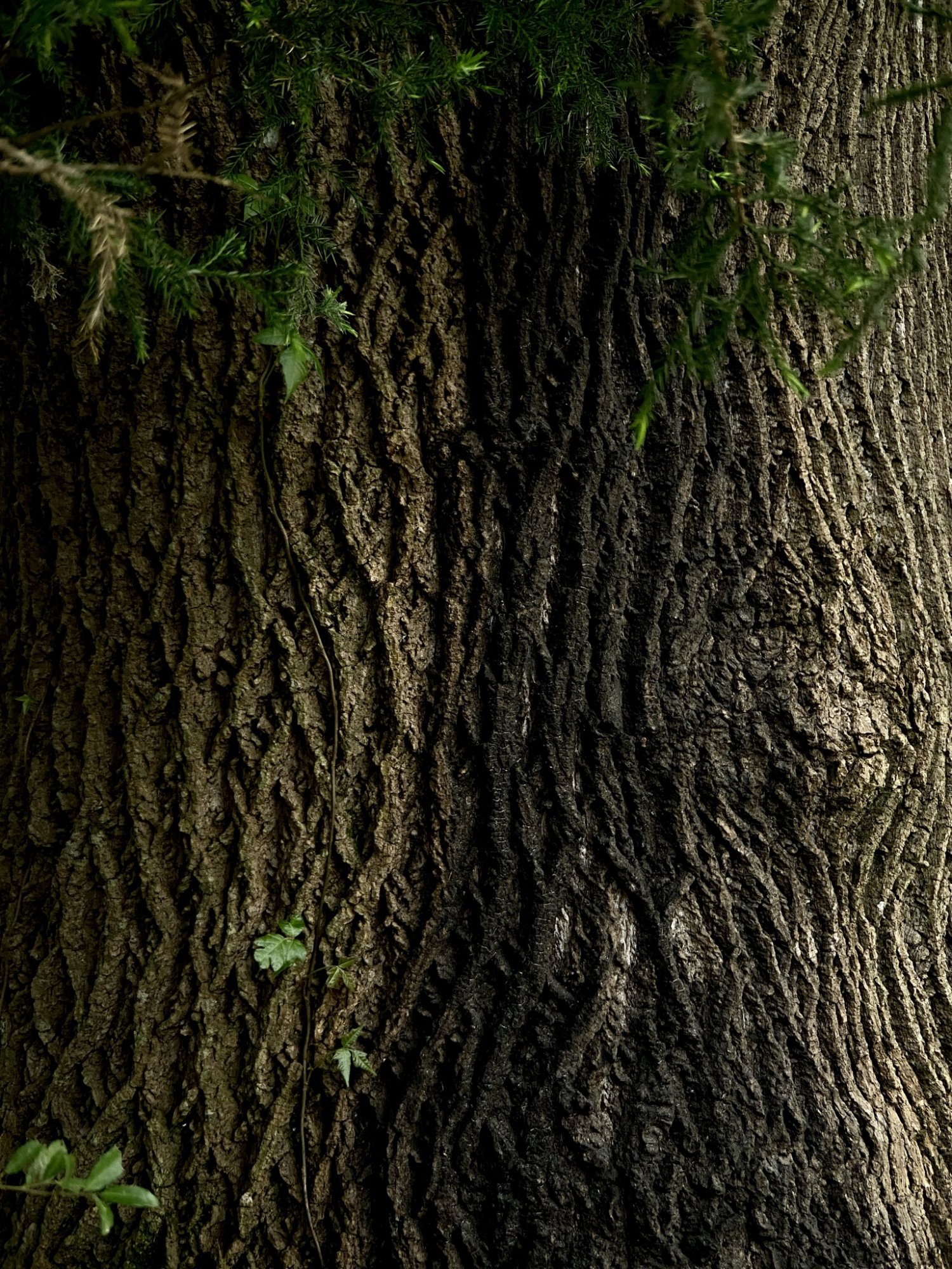 03116419-8AB2-4B13-B9B2-F32FF1765A06.jpeg