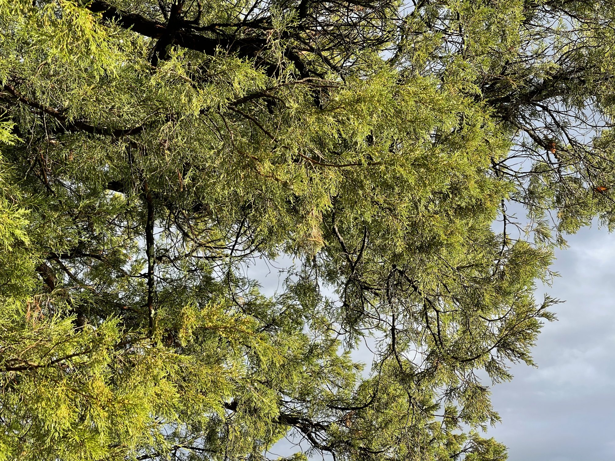 0AFAC25B-252B-4013-8F07-B0261246B950.jpeg
