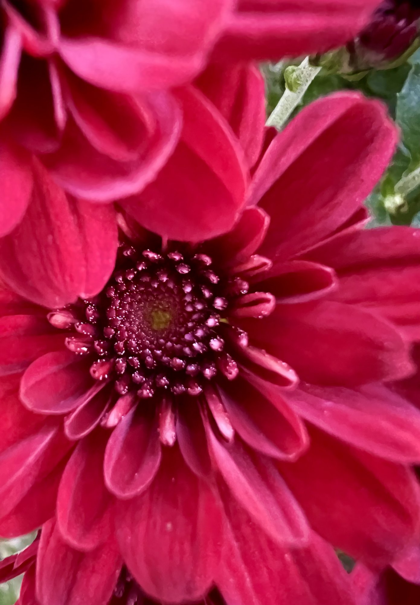 10F09398-B60F-4B87-891A-701A68A7DDBA.jpeg