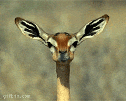 1589888977268.gif