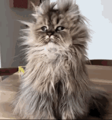 1632462719890.gif
