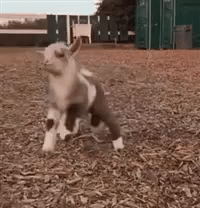 1636840677577.gif