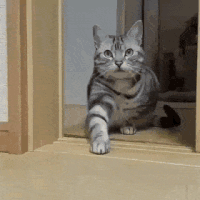 1684524859094.gif
