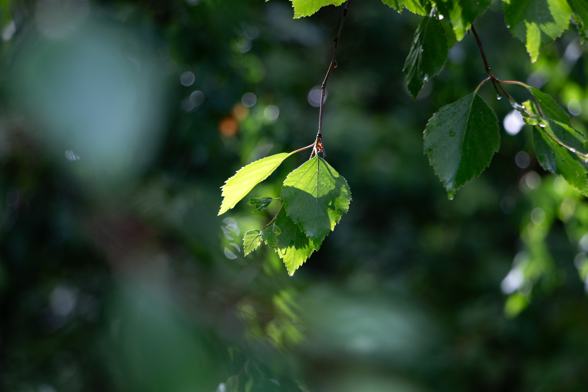 P52_WEEK27_POCKETOFLIGHT_IMG_5864_FF.jpg